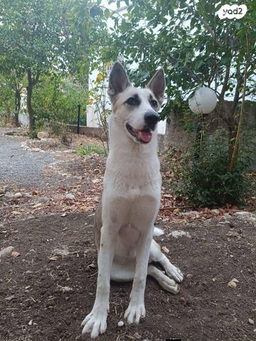 תמונת מודעה - חיות מחמד