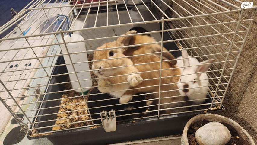 מכרסם ארנב ננסי