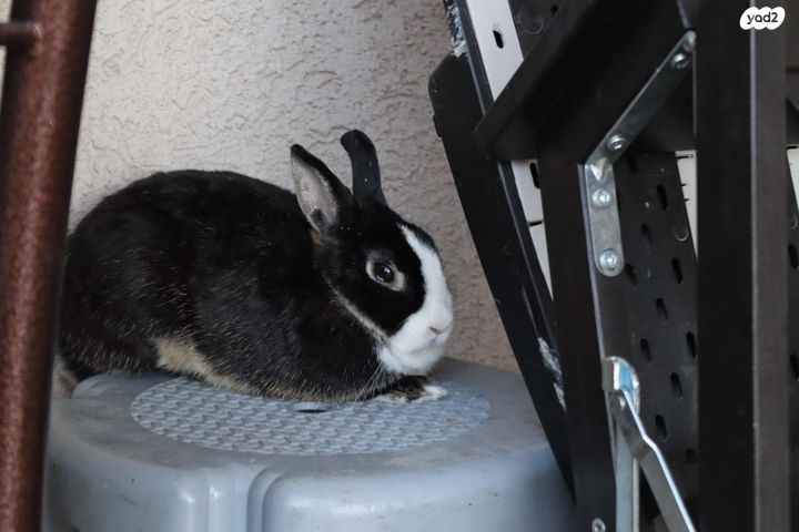 מכרסם ארנב ננסי