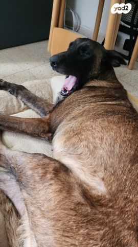 כלב רועה בלגי