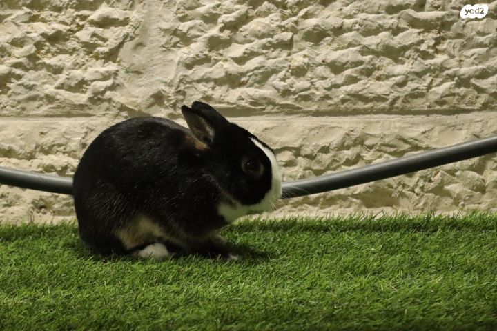 מכרסם ארנב ננסי