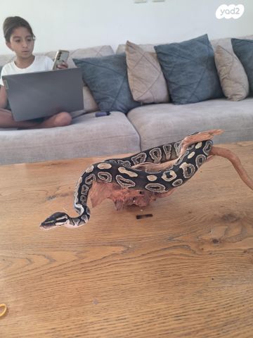 זוחל פיתון מתכדר