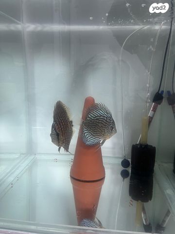 דג ציקלידים