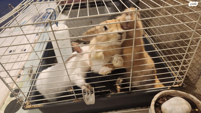 מכרסם ארנב ננסי