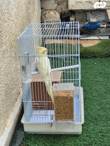 תוכי קוקוטייל