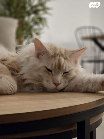 חתול מיין קון