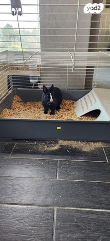 מכרסם ארנב ננסי