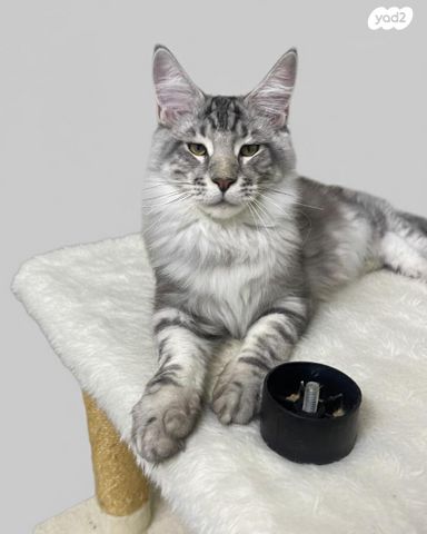 חתול מיין קון