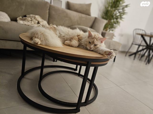 חתול מיין קון