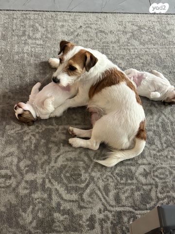 כלב ג'ק ראסל טרייר