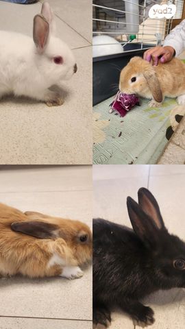 מכרסם ארנב ננסי