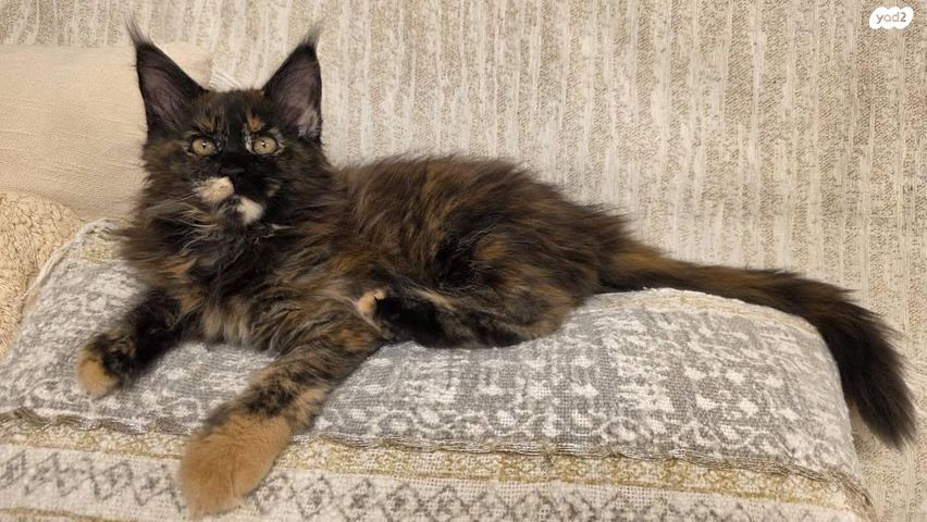 חתול מיין קון