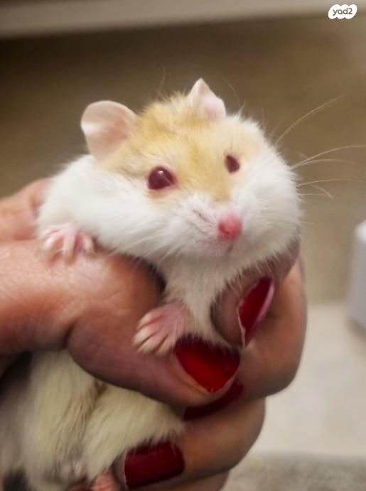 אביזרים | כלוב