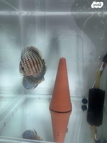 דג ציקלידים