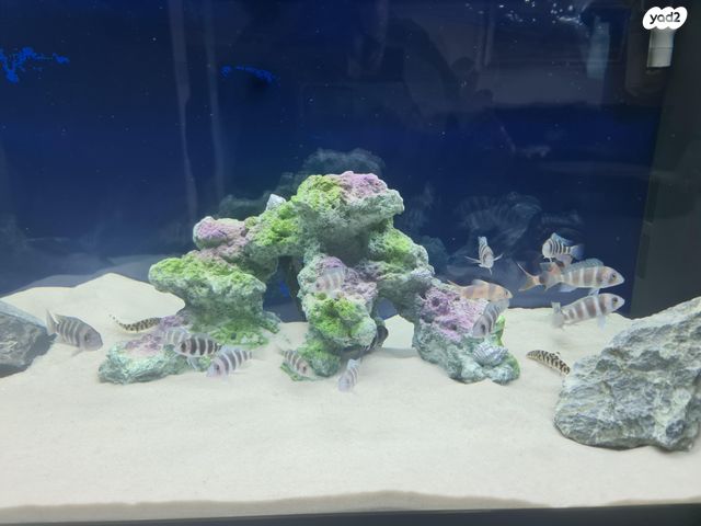 דג ציקלידים