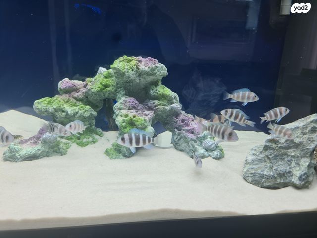 אביזרים | דקורציה לאקווריום