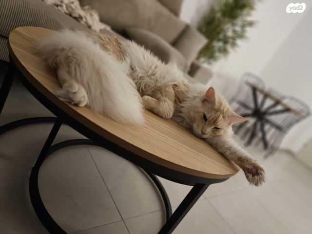 חתול מיין קון