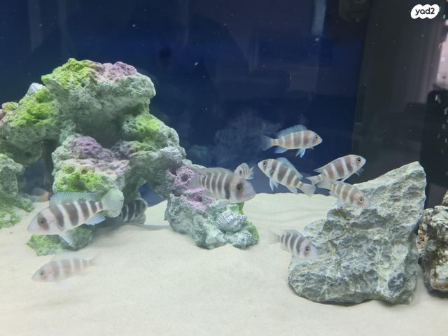 אביזרים | דקורציה לאקווריום