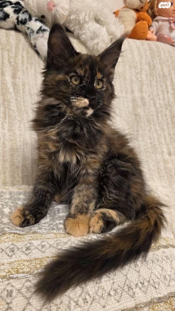 חתול מיין קון