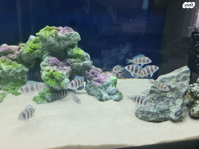 אביזרים | דקורציה לאקווריום
