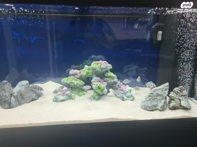 דג ציקלידים