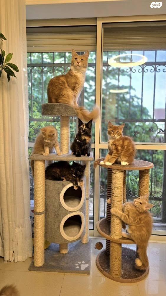 חתול מיין קון