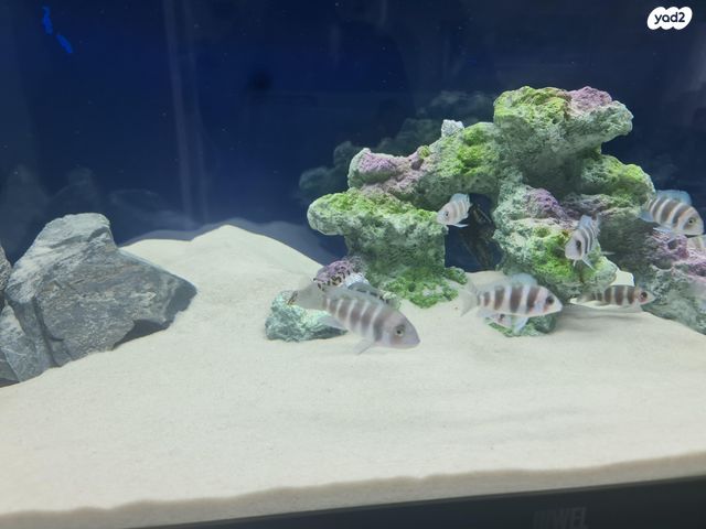 אביזרים | דקורציה לאקווריום