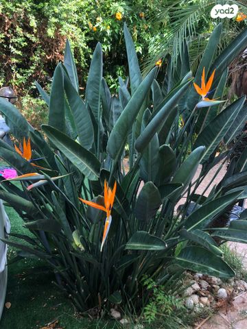 בית פרטי/ קוטג', יצחק רבין 20, ניסן, חדרה