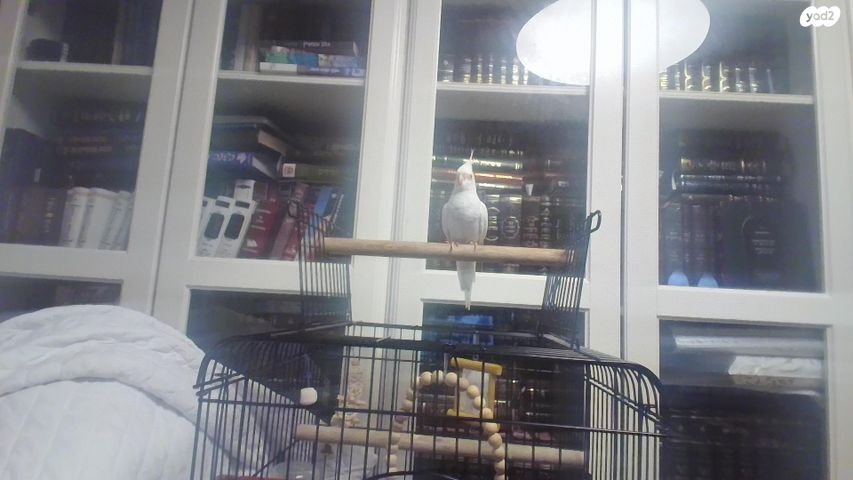 תוכי קוקוטייל