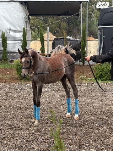 תמונת מודעה - חיות מחמד