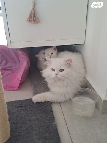 תמונת מודעה - חיות מחמד