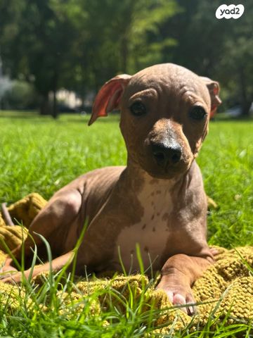 תמונת מודעה - חיות מחמד