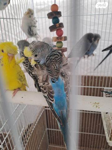 תמונת מודעה - חיות מחמד