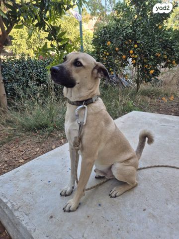 תמונת מודעה - חיות מחמד