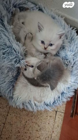 תמונת מודעה - חיות מחמד