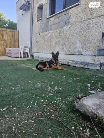 תמונת מודעה - חיות מחמד