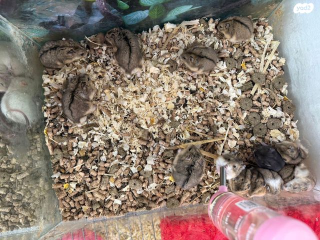 תמונת מודעה - חיות מחמד