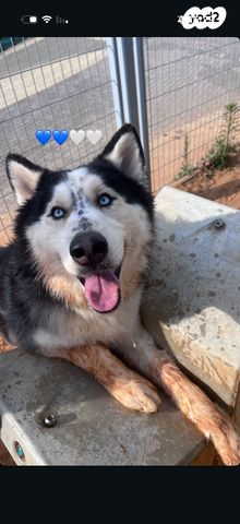 תמונת מודעה - חיות מחמד