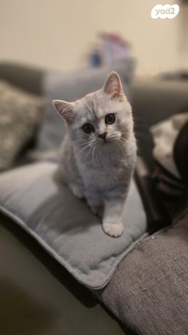 תמונת מודעה - חיות מחמד