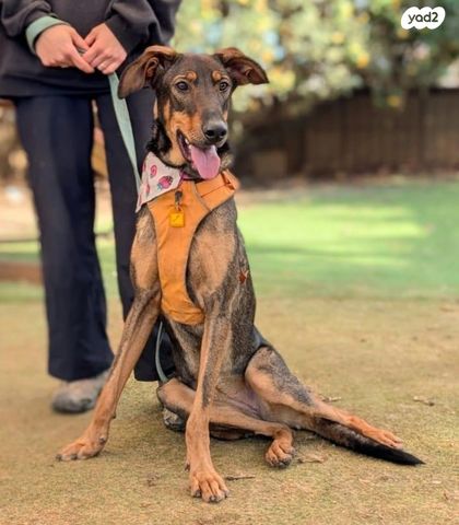 תמונת מודעה - חיות מחמד