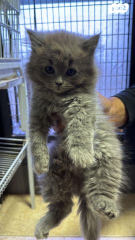 תמונת מודעה - חיות מחמד