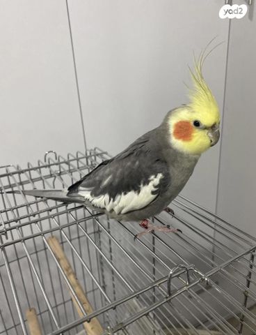 תמונת מודעה - חיות מחמד