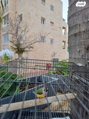 תמונת מודעה - חיות מחמד