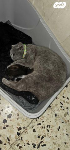 תמונת מודעה - חיות מחמד