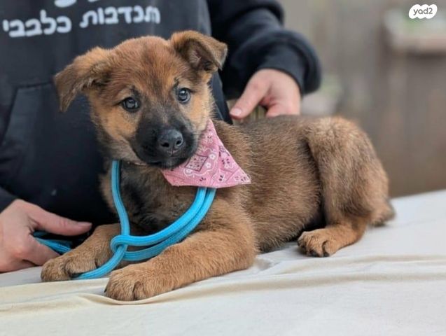 תמונת מודעה - חיות מחמד