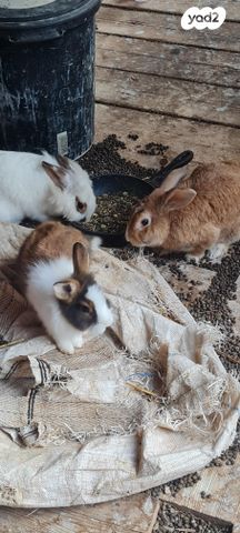 תמונת מודעה - חיות מחמד