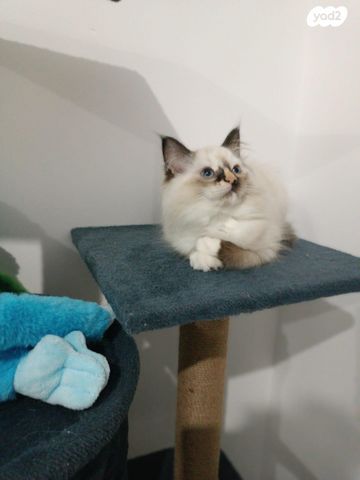 תמונת מודעה - חיות מחמד