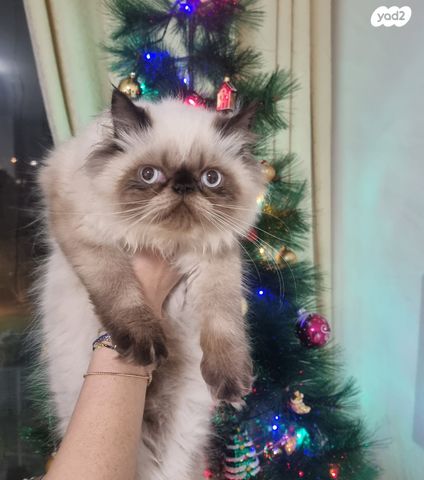 תמונת מודעה - חיות מחמד