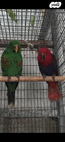 תמונת מודעה - חיות מחמד