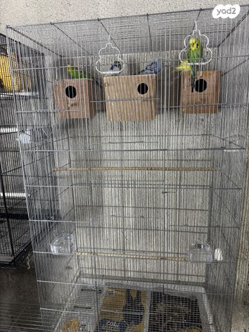 תמונת מודעה - חיות מחמד